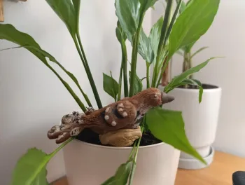 Птах року 2025 – Крутиголовка