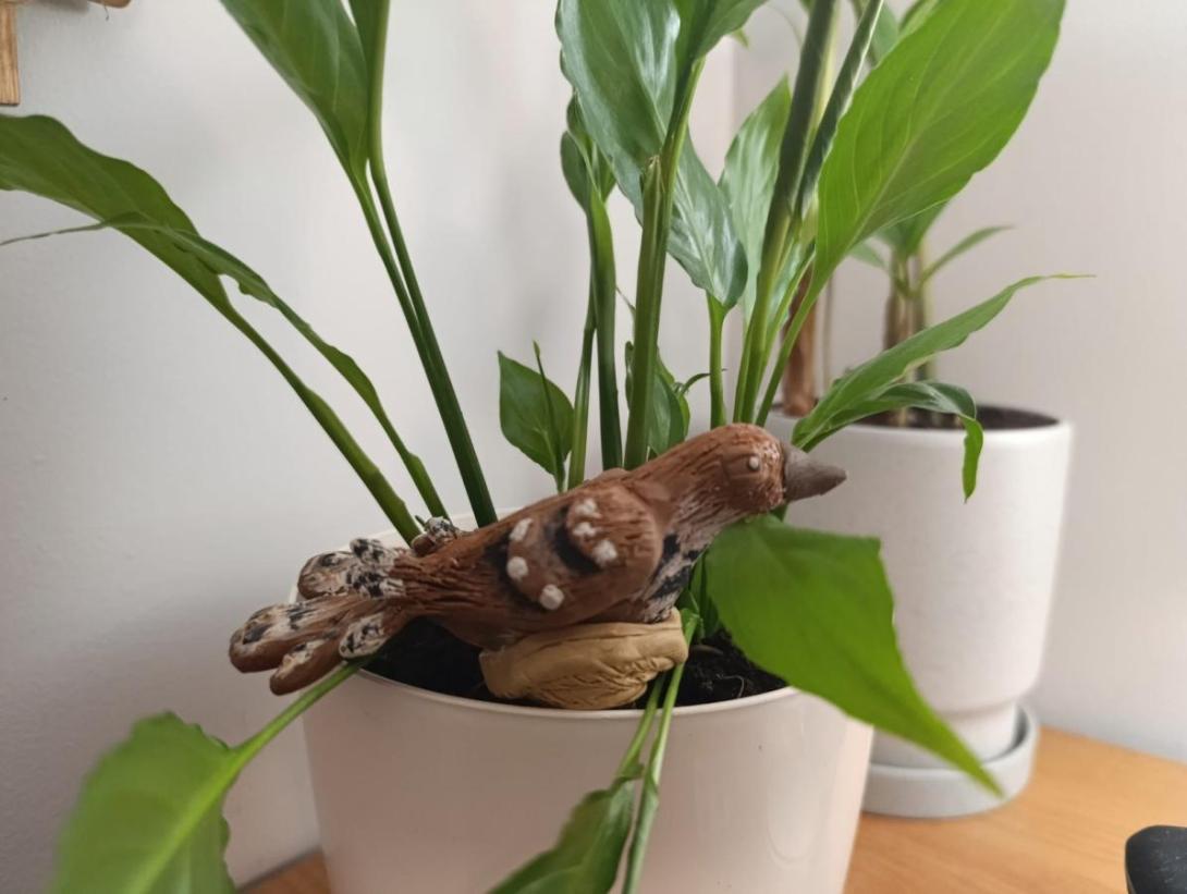 Птах року 2025 – Крутиголовка